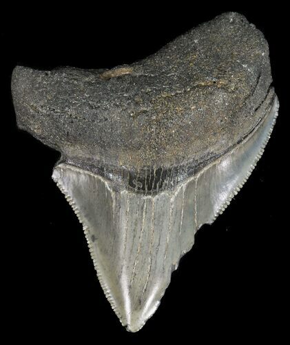Bargain, Juvenile Megalodon Tooth - Serrated #61732